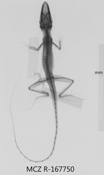 Media type: image;   Herpetology R-167750 Aspect: dorsoventral x-ray